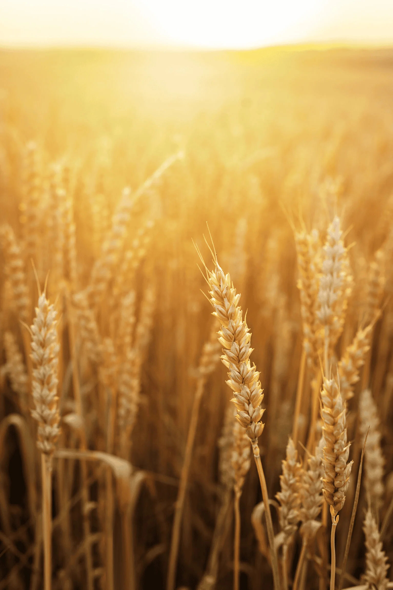 Agriculture hero image 1